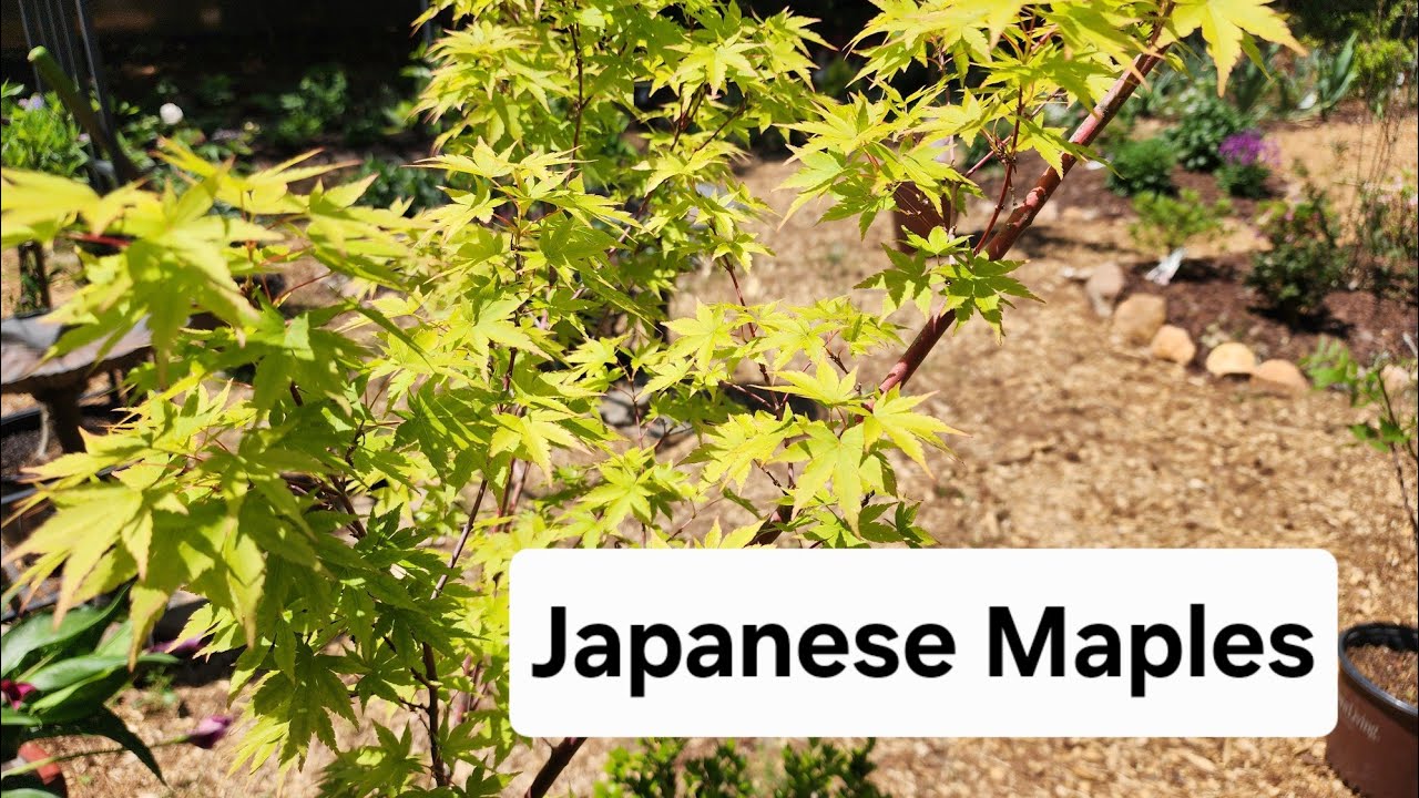 Japanese Maples in my Georgia garden. Zone  8a