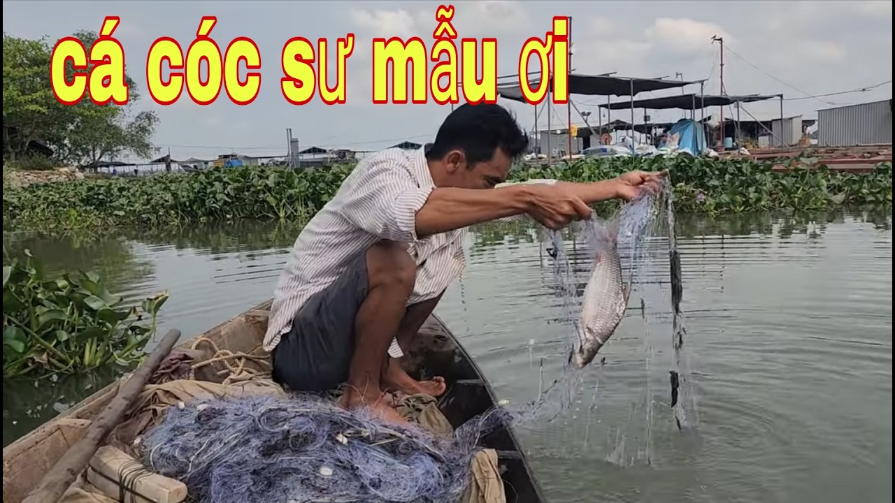 Kết Quả Bất Ngờ Khi Giăng Lưới Gặp Phải Thuốc Tôm Ở Sông Tiền # SĂN BẮT ĐỒNG THÁP #