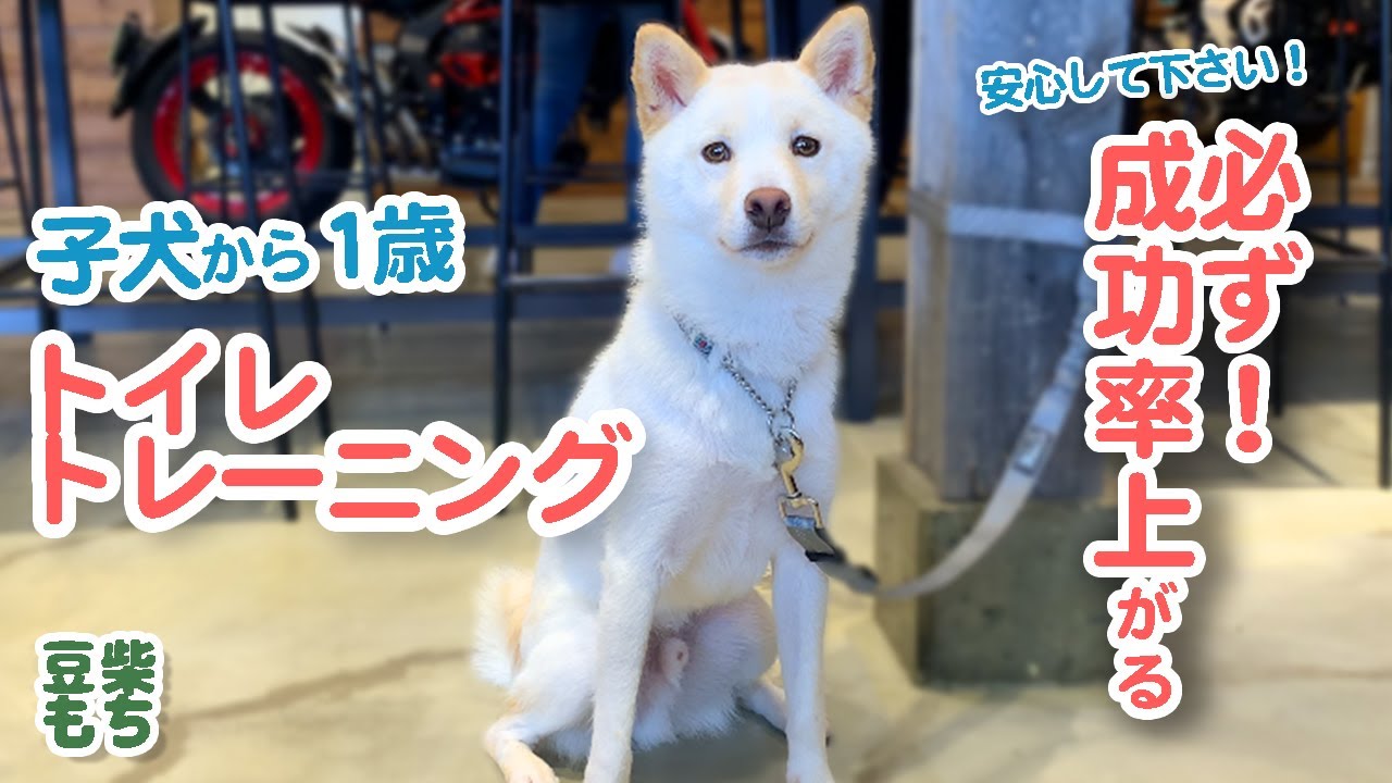 豆柴子犬から成犬までのトイレトレーニング必ず成功率UPします！