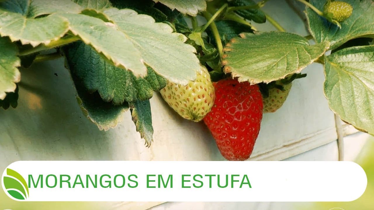 Multi Agro: Morangos em estufa