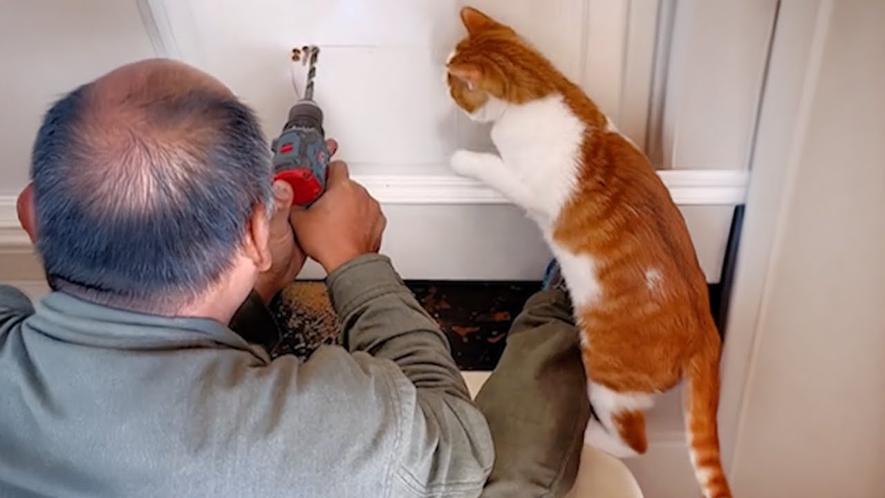 A Curious Cat&rsquo;s Life is Never Boring - Silly and Funny Cats Video