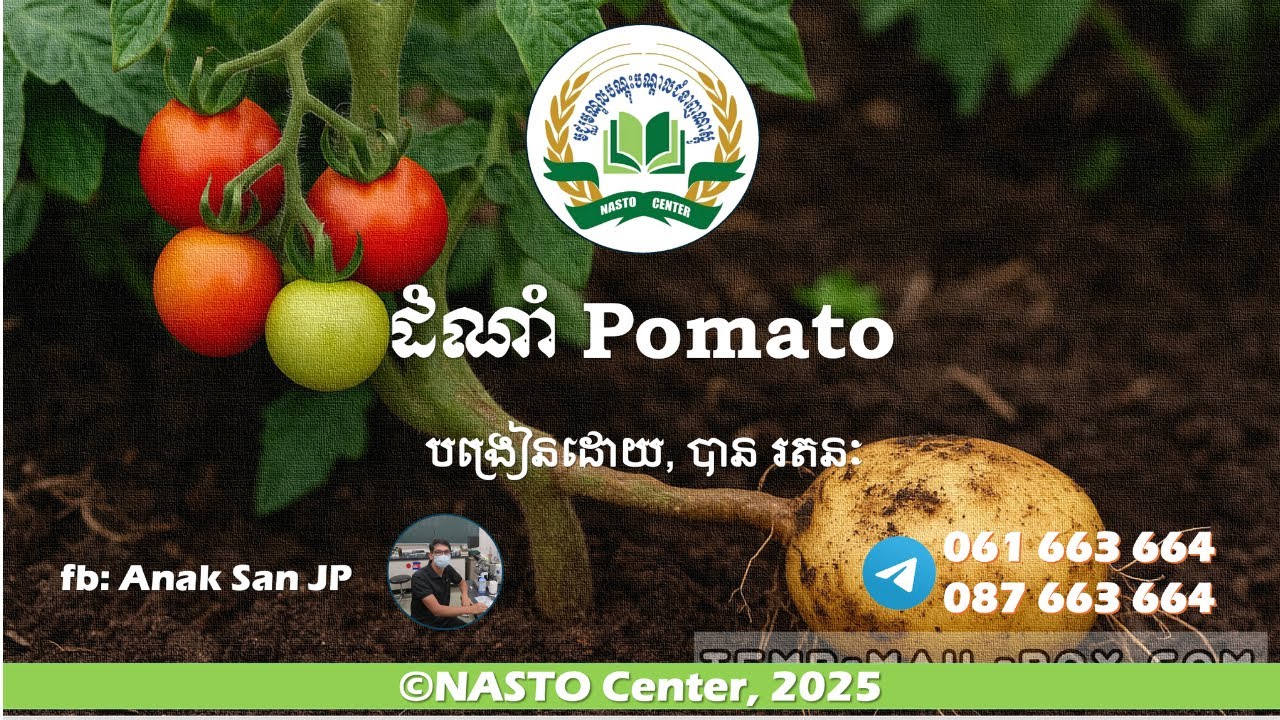ដំណាំ Pomato