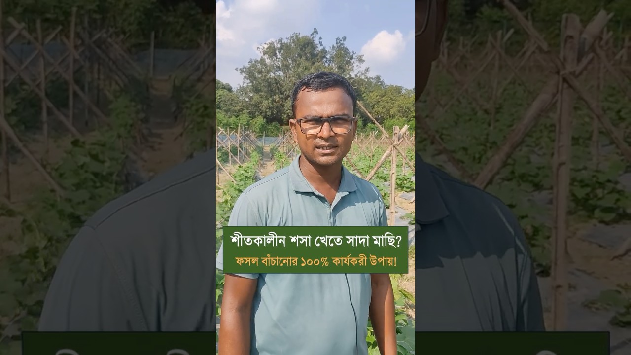 শীতকালীন শসা খেতে সাদা মাছি থেকে মুক্তির উপায় | Whitefly Control in Cucumber 🌿 Krishoz