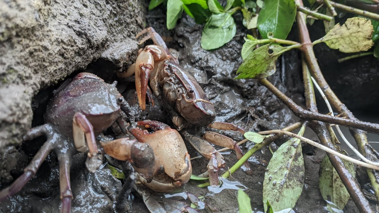 PETUALANGAN SERU MENCARI KEPITING SUNGAI  || Waspada Terkena Capit Kepiting Yang Kuat 🦀