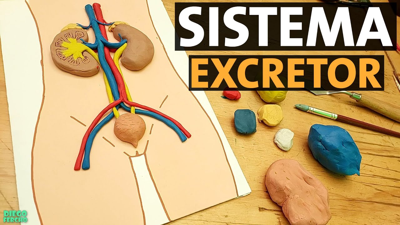 🟢Cómo hacer el Aparato Urinario Humano en plastilina paso a paso 🟢