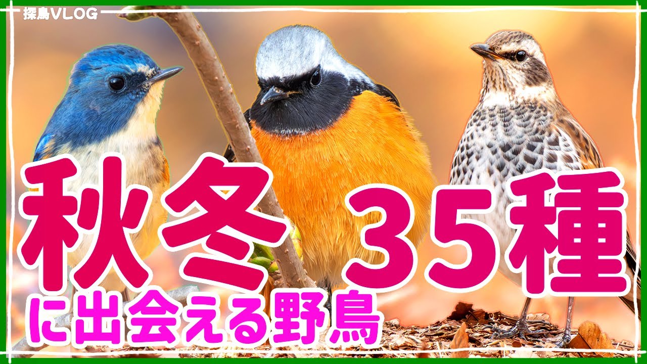 【秋・冬の野鳥】野鳥35種　解説付き　森林・農耕地・公園・高原　｜ウソ、ルリビタキ、ジョウビタキ、ツグミ...etc