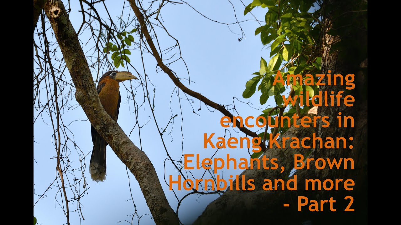 Amazing wildlife encounters in Kaeng Krachan: Elephants, Brown Hornbills and more - Part 2