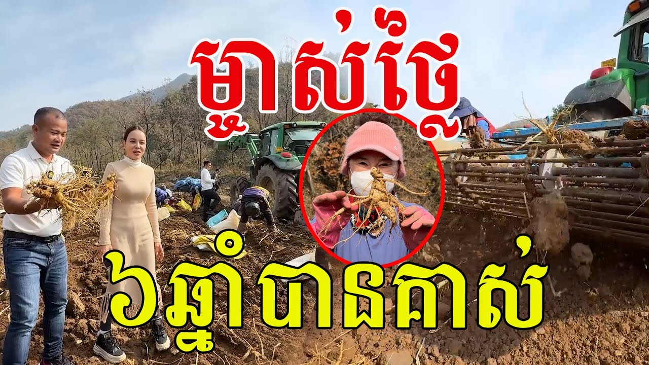 ម្ចាស់ថ្លៃ ៦ឆ្នាំឡើងទើបគាស់ មើមដ៏មានតម្លៃក្នុងលោក