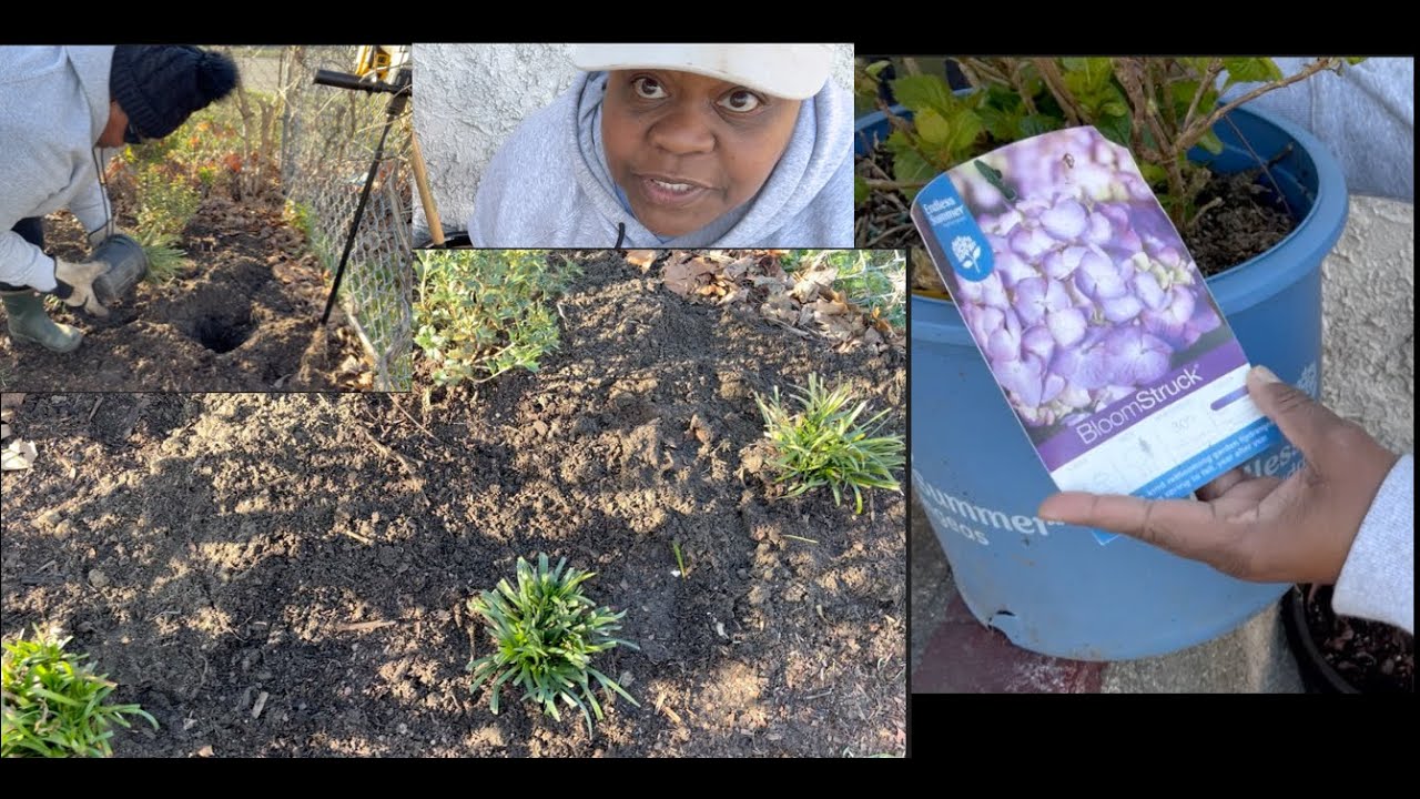Tea Olive & Hydrangea Planting | New Garden Bed Prep-No Dig