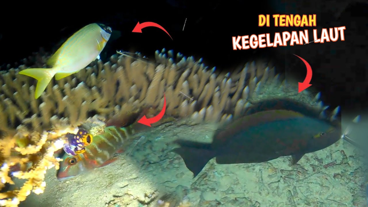 BERBURU IKAN DALAM KEGELAPAN BAWAH LAUT
