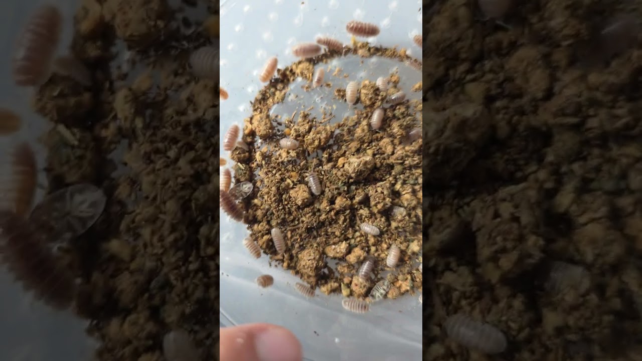 Armadillidium maculatum "Angel"