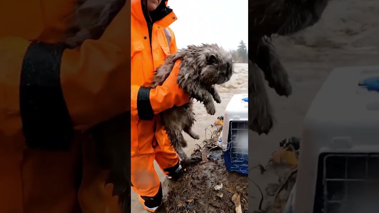 Спасение испуганной кошки от поднимающейся воды #спасениеживотных #спасениепринаводнении #спасени...