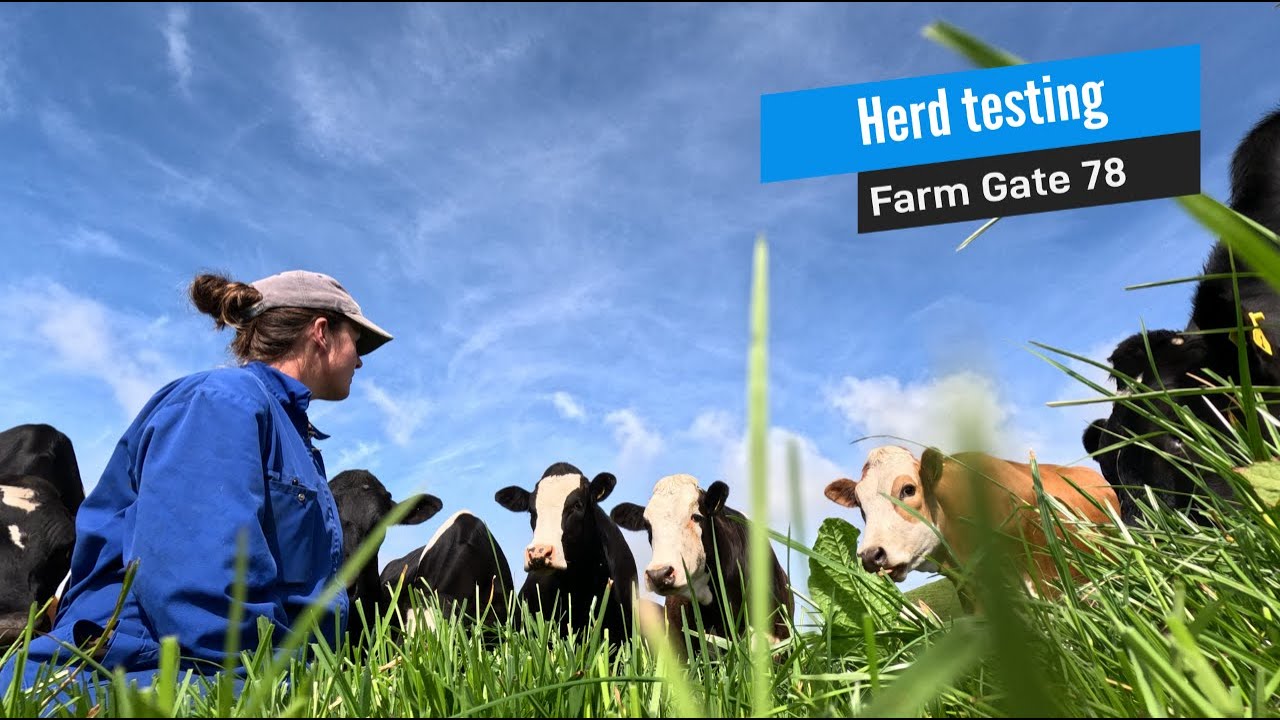 Milk testing results - grass fed dairy cows on a small farm