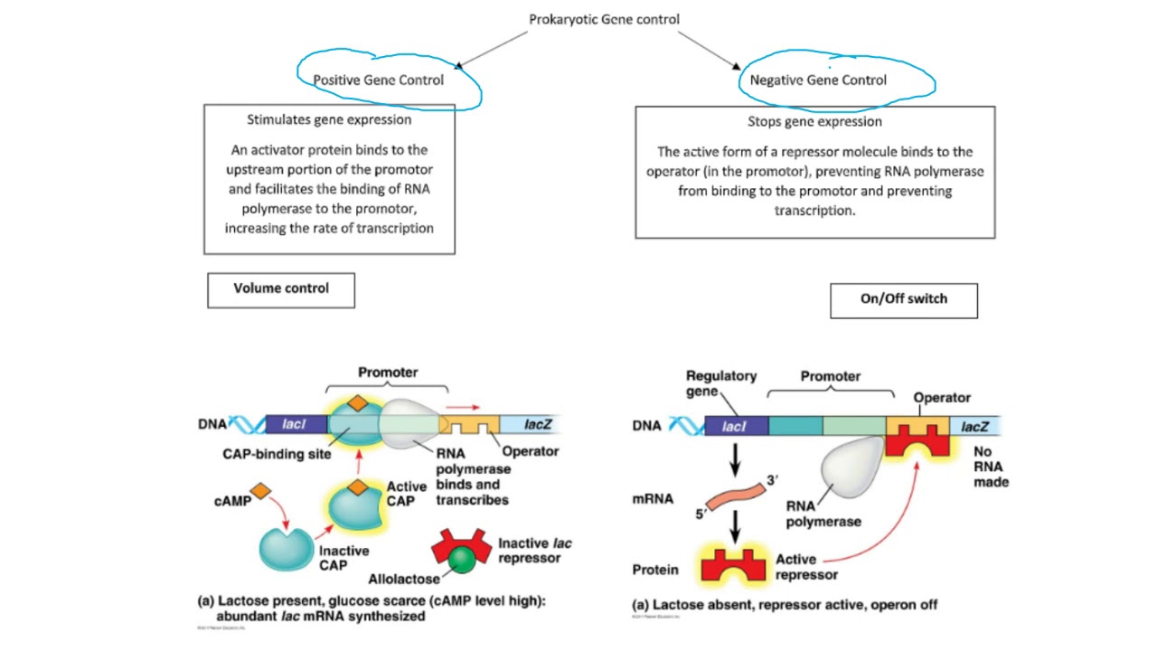 Positive and Negative Gene Regulation