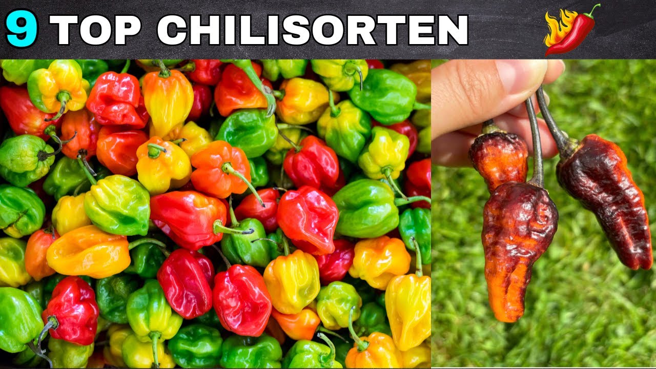 Die besten Chilisorten für Hobbygärtner - von mild bis richtig scharf.