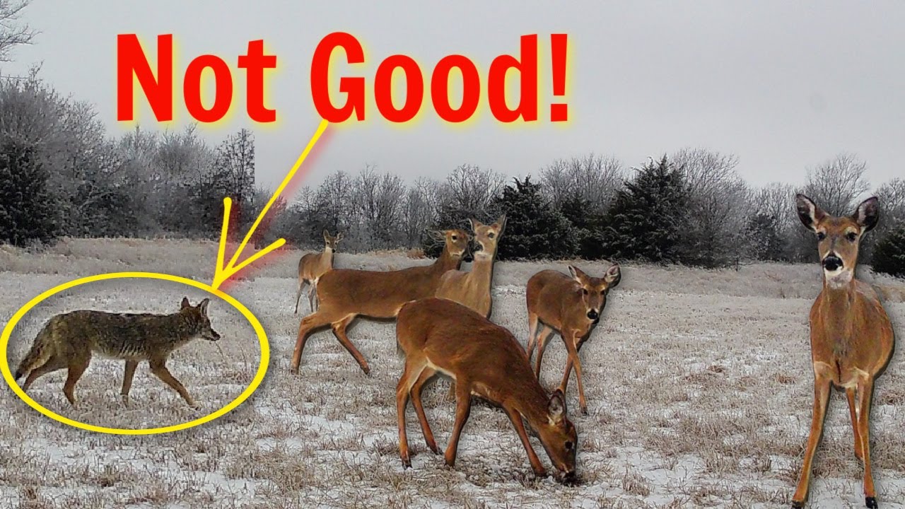 We Have a Coyote Problem!