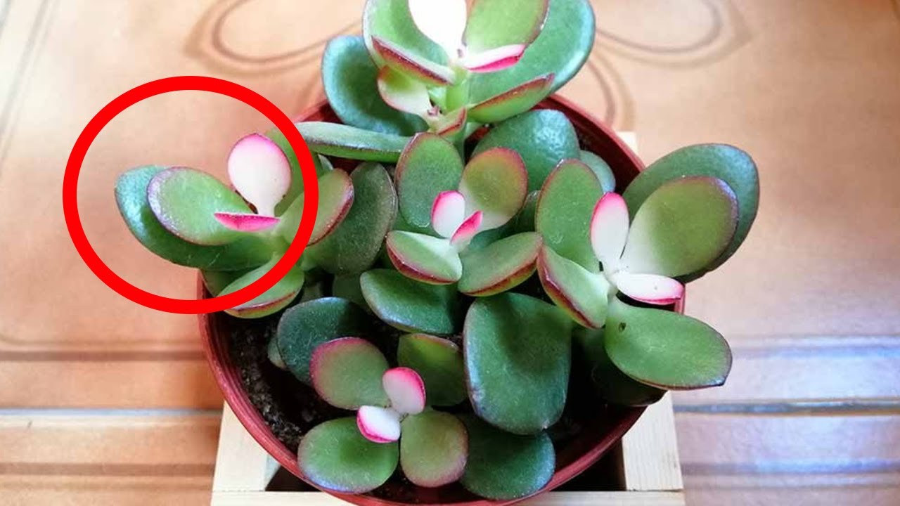 5 Zimmerpflanzen, die Gl&uuml;ck bringen sollen und Geld