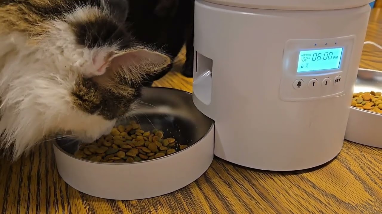 Miaosical dual cats food dispenser