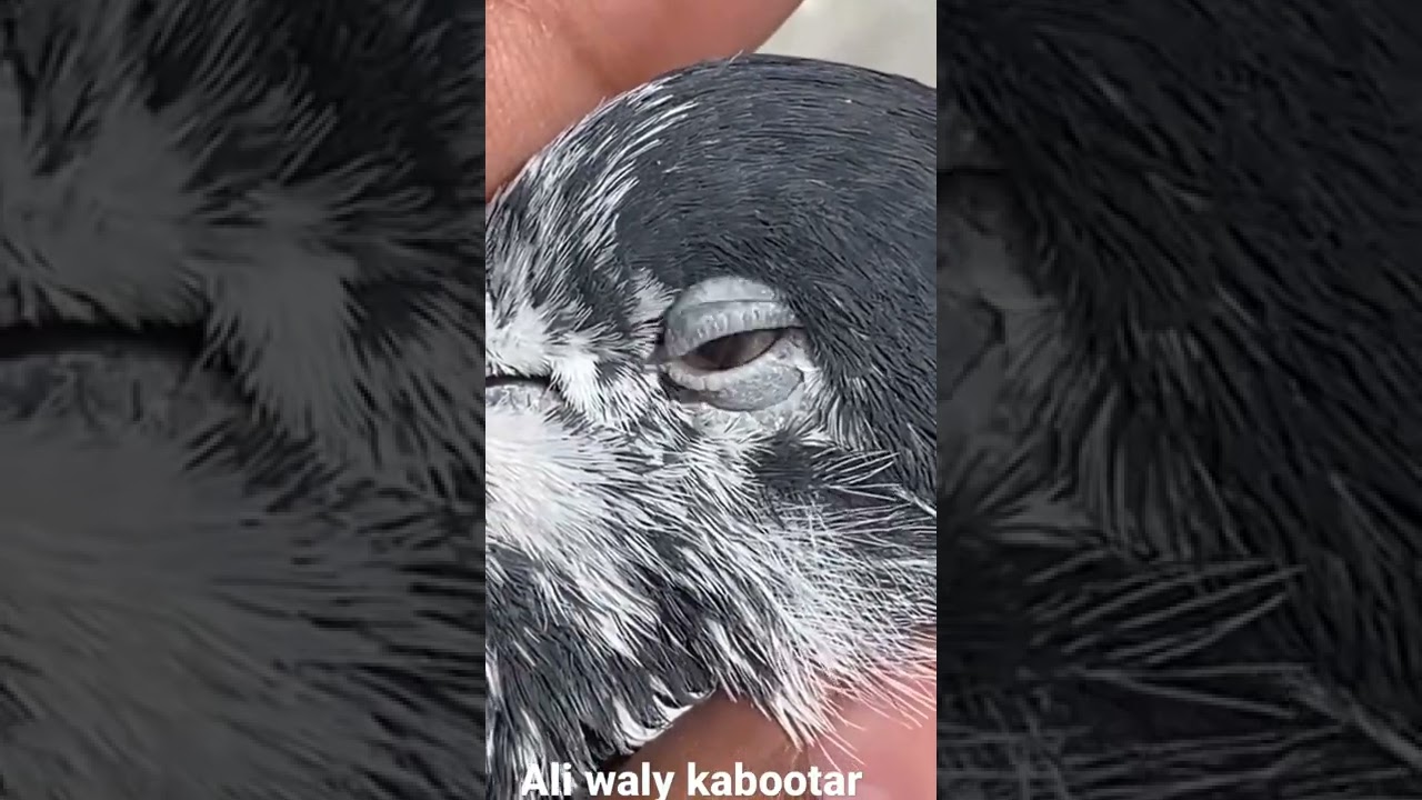 Ali waly kabootar