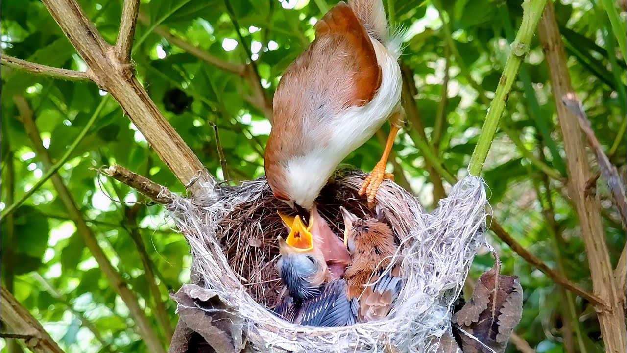 Beautiful moment for birds nest mom feeding baby's @animalswithbirds 