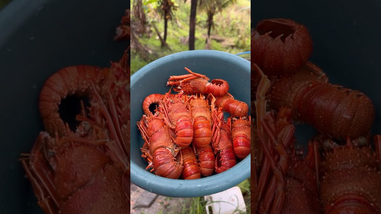 LAGOSTIM 🦞 #comida