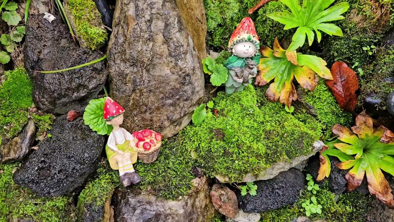 My Moss Garden on rainy Day (03. OCT.2025)