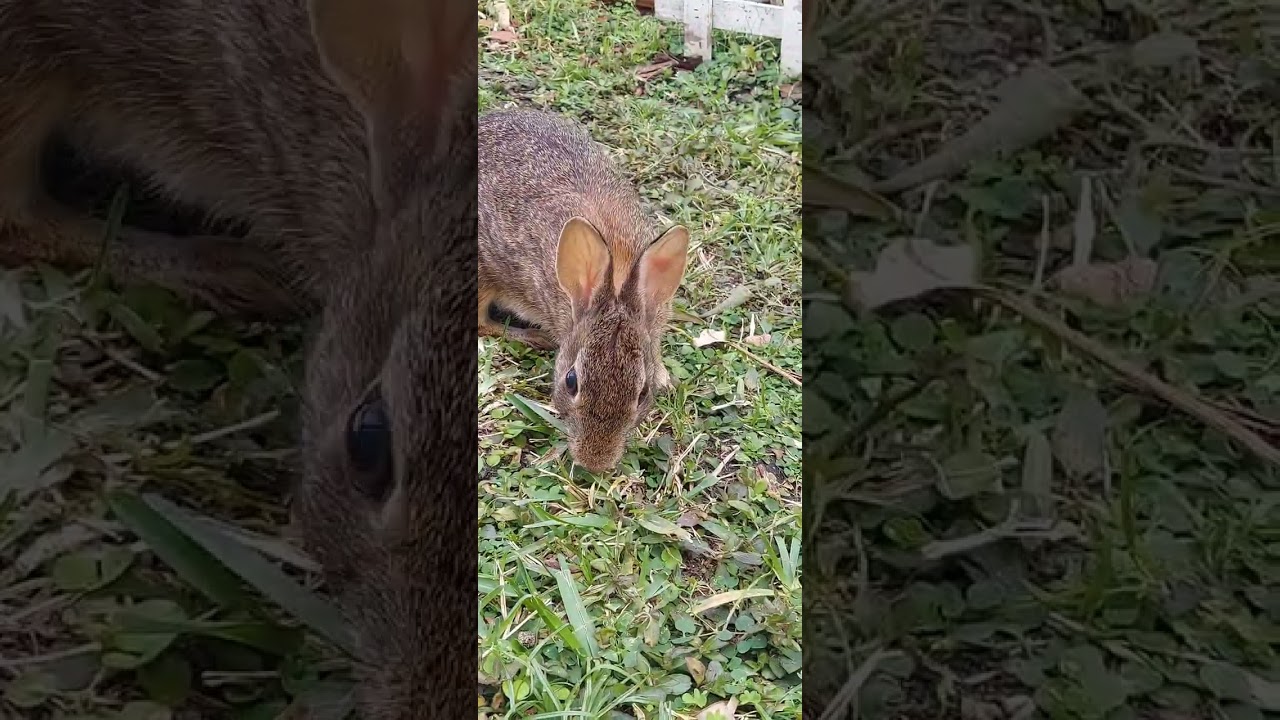 Bunny facts-far sighted, blind spot in front of face, see mostly blues & greens