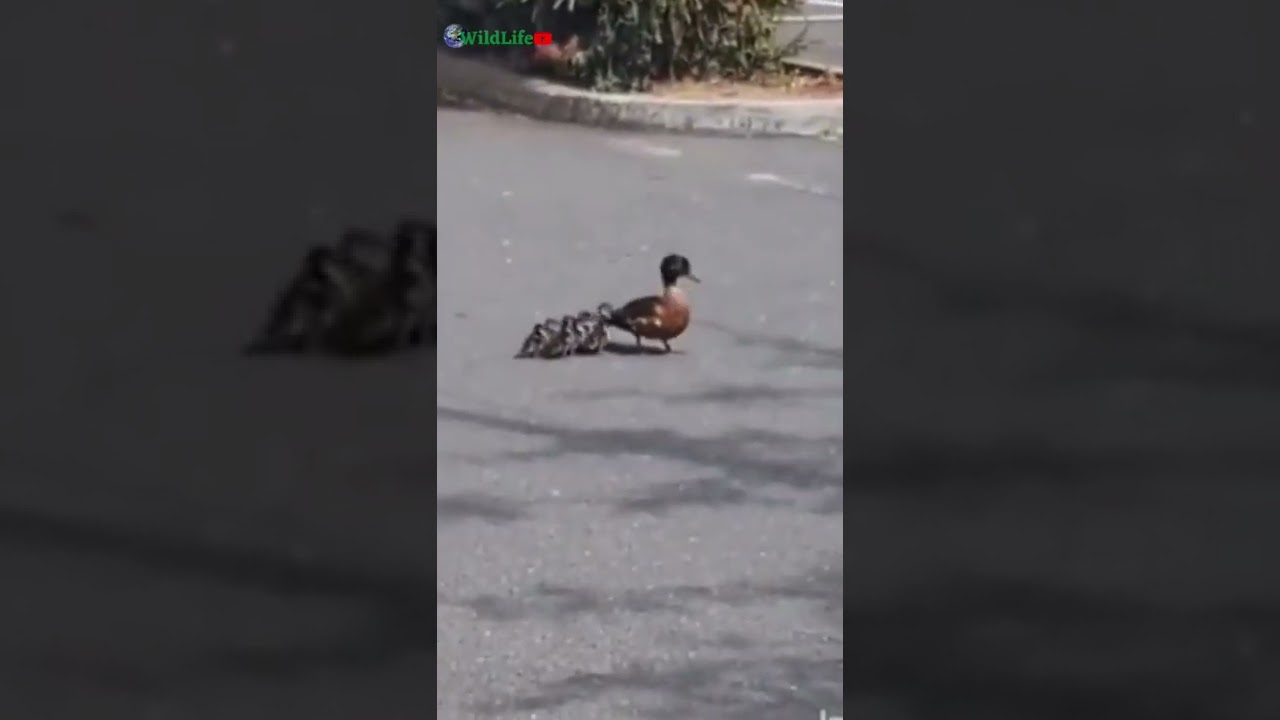 Mother bird protects her child    #mother #birds #protection #love #wildlife #shots