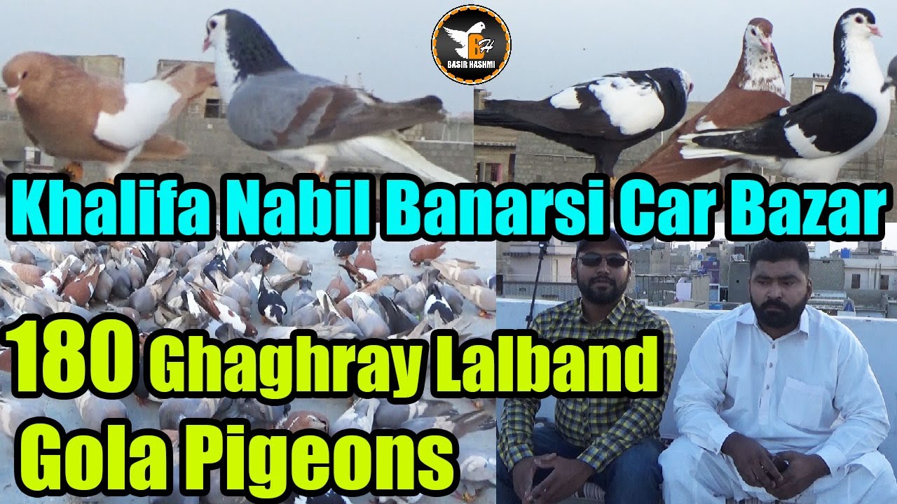 Khalifa Nabeel Banarsi Car Bazar Khi 180 Gola Pigeon Fighting  | Ghaghray Lalaband Kabooter Larrayya