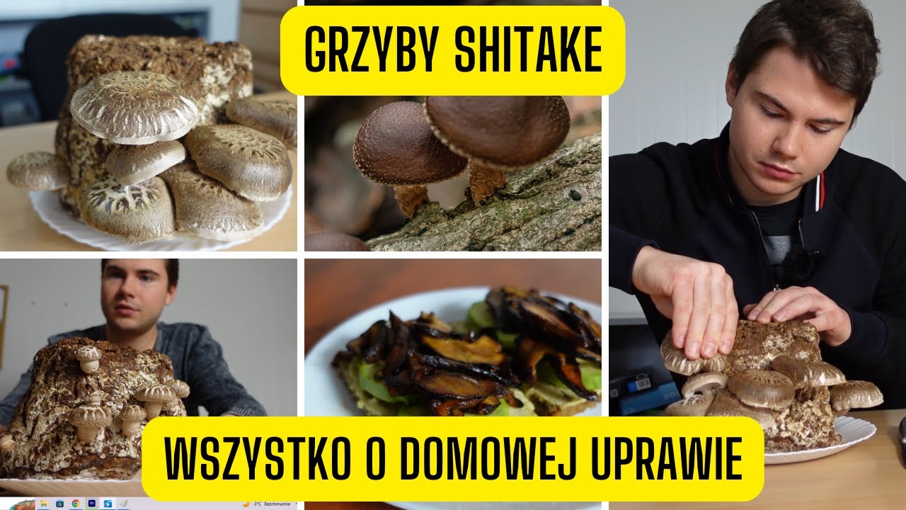 Domowa uprawa Shitake &ndash; jak uprawiać twardziaka jadalnego od zakupu do zbioru