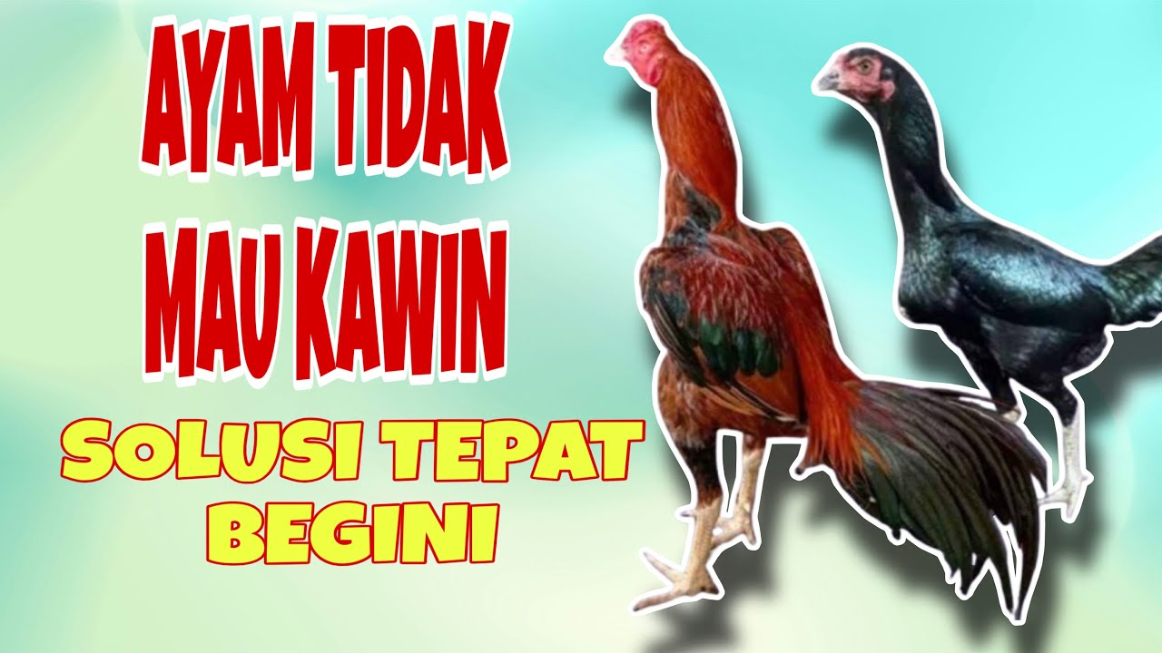 Ayam Tidak Mau Kawin? Segera Lakukan Hal Ini!