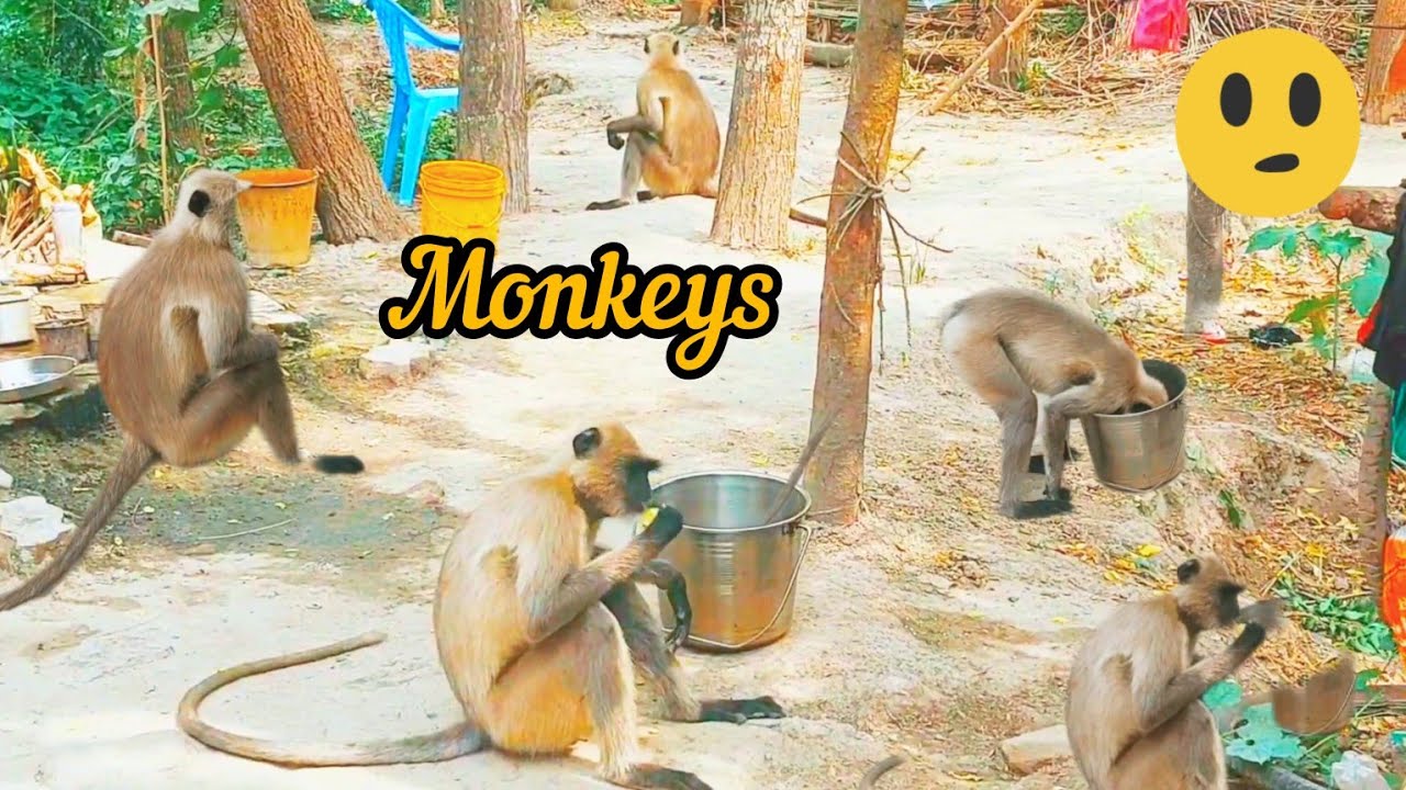 Monkey Is Here Village West Bengal | Tarun Rinki Vlogs