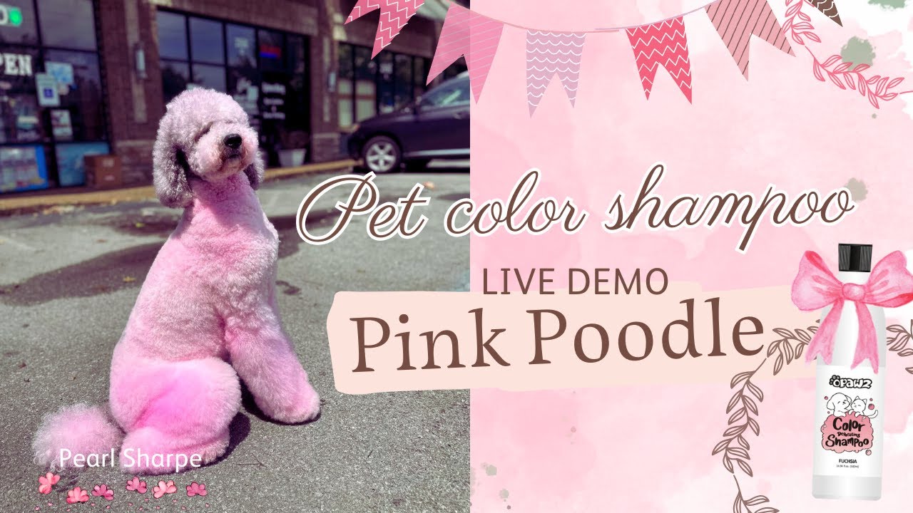 Pink Poodle Creative Dog Grooming with OPAWZ Pet Color Shampoo #opawz #pets #dog #petgrooming #dogs