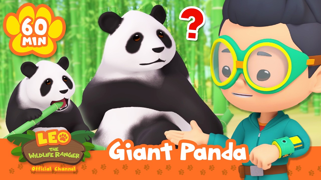 Leo Finds Giant Pandas in the Bamboo Forest! | Leo the Wildlife Ranger | Animal Cartoons for Kids