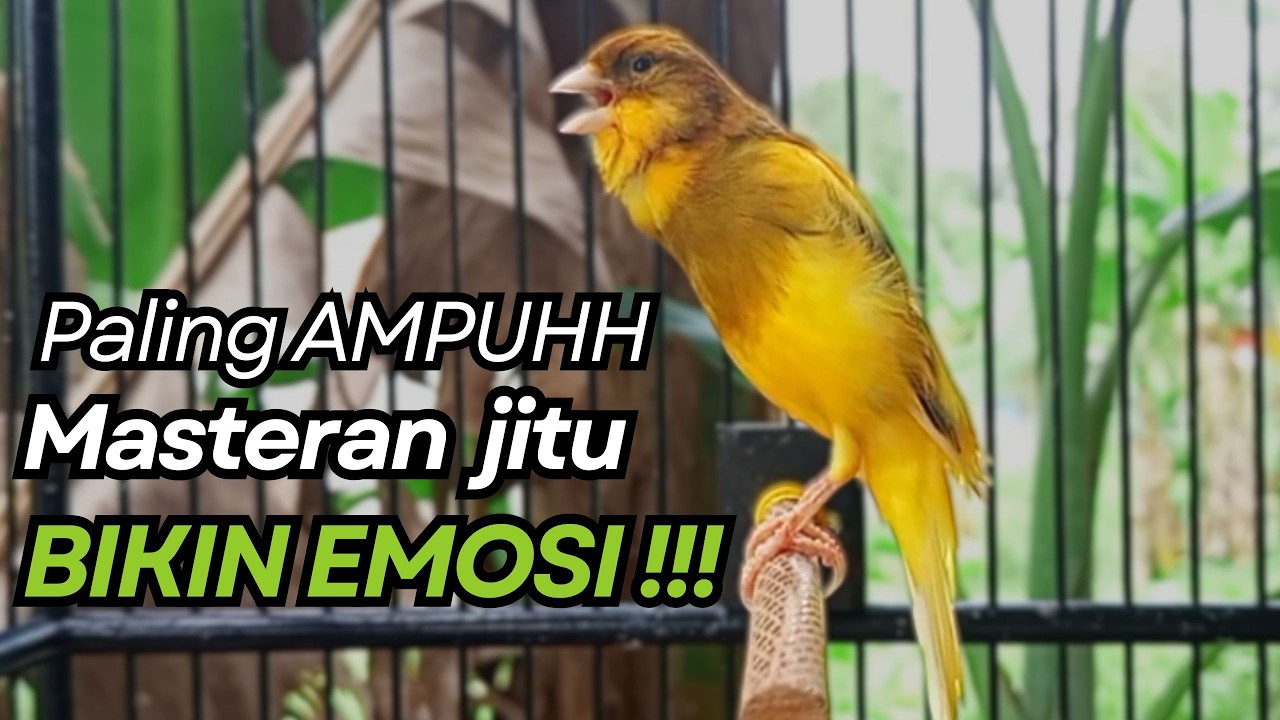 KENARI GACOR Cuit CUIT BIRAHI UNTUK PANCINGAN & MASTERAN Kenari PAUD AGAR BUNYI