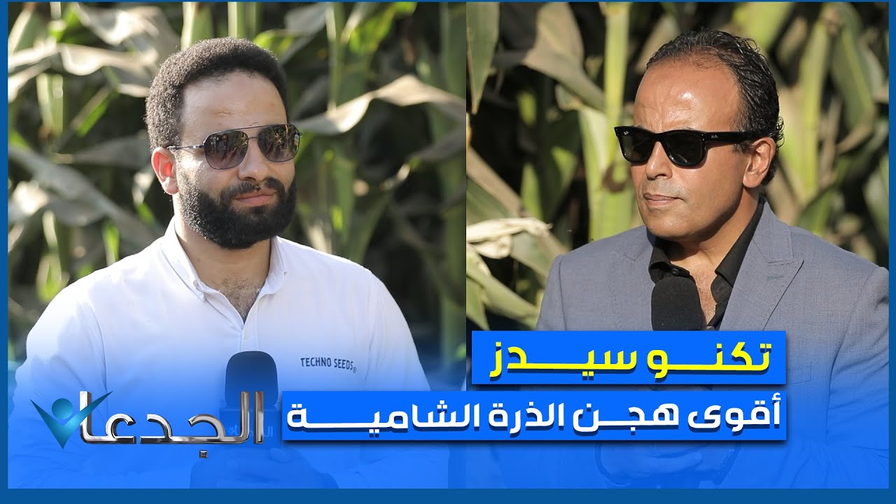 أصفر.. أبيض.. أحمر!.. شوف بنفسك أقوى هجن الذرة الشامية من تكنو سيدز