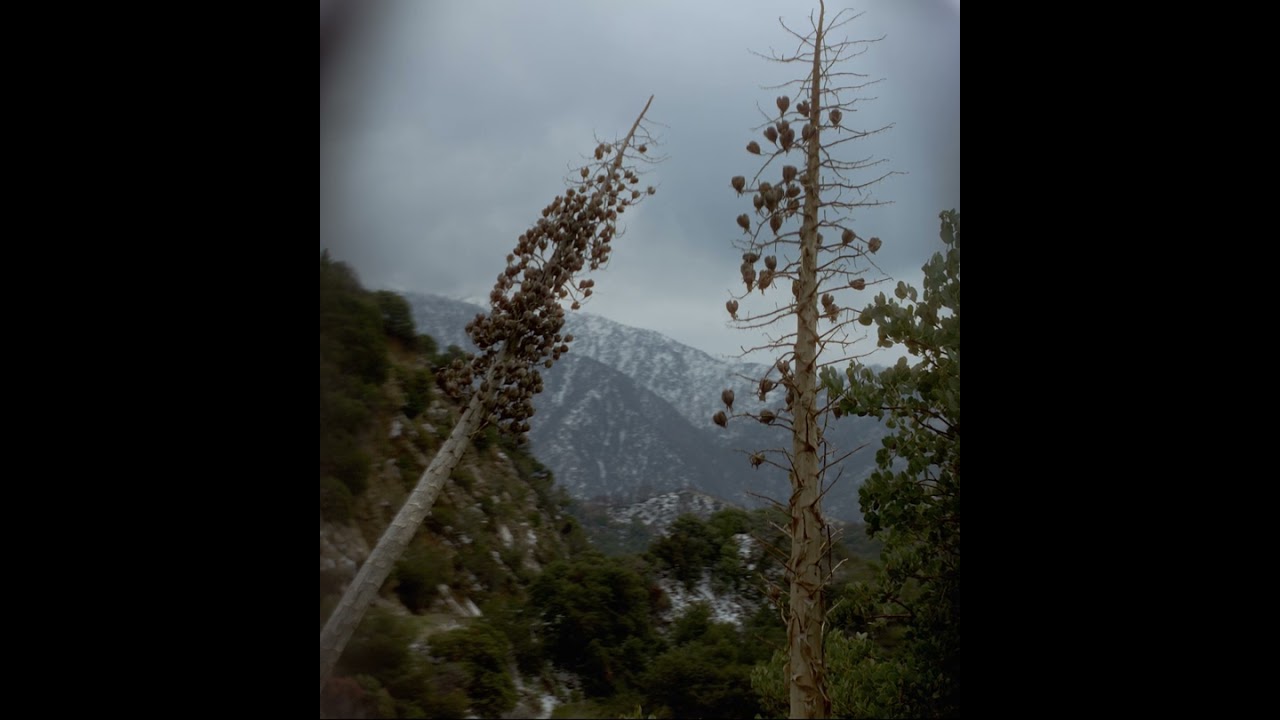 Over the Hills w/ the Sony F35 CCD Sensor in 2023 - Squarish Anamorphic - Isco, Schneider, Nikkor