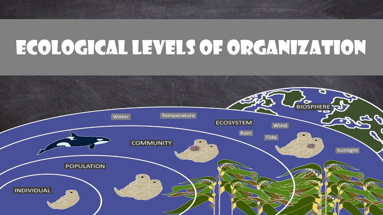 Ecological Levels of Organization | Ecology