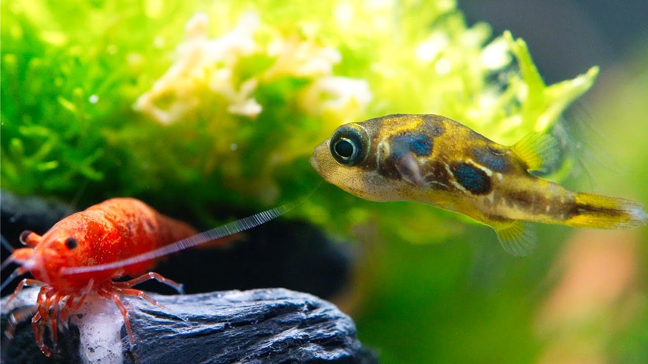 (SetUp) Dwarf Puffer Fish (Pea Puffer / Carinotetraodon) Nano Tank 