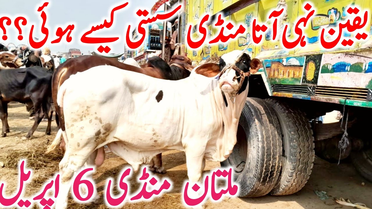 Today Fresh Latest Multan Cow Mandi Qurbani 2024 animal rates || Global Village Farming