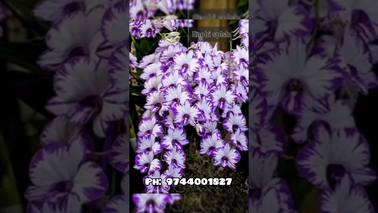 Compactum orchid seedlings 4 colour combo