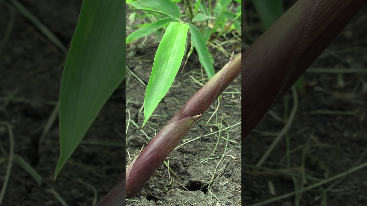 WATCH THIS BEFORE BUYING BAMBOO | Clumping Bamboo vs Running Bamboo #Shorts