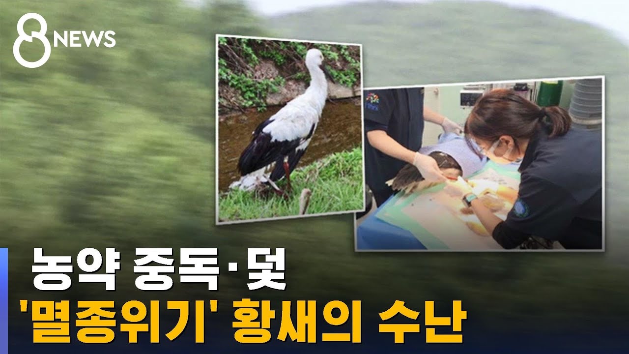 농약 중독에 다리 절단까지&hellip;'멸종위기' 황새의 수난 / SBS