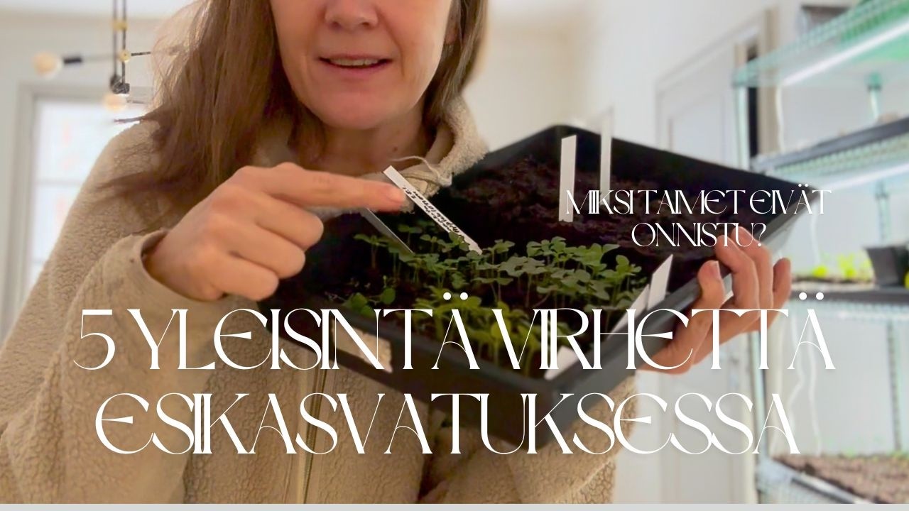 5 yleisintä virhettä esikasvatuksessa – miksi taimet epäonnistuvat?