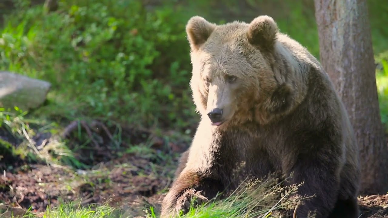 How To Keep Bears Away When Camping | The Ultimate Bear-Safe Camping Guide