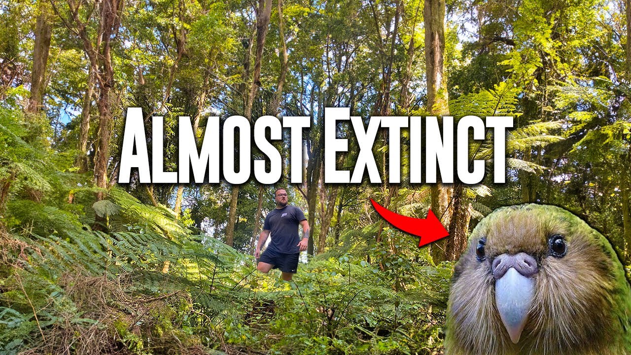 Умный способ, которым Новая Зеландия спасла вид