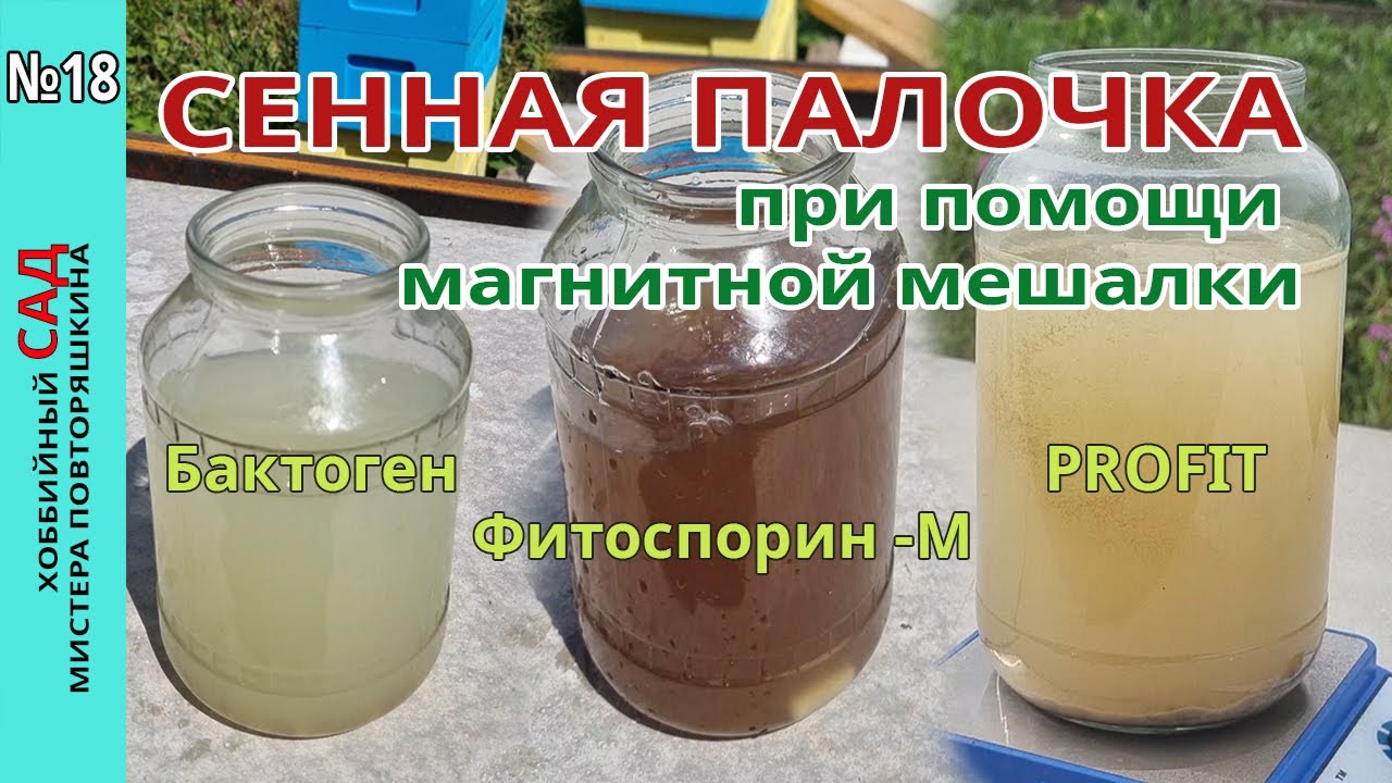 Выращивание сенной палочки на магнитной мешалке. Тест препаратов Бактоген, Фитоспарин-М, Profit