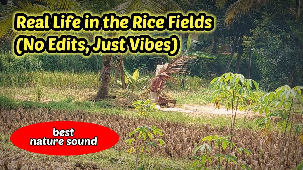 Pure Serenity. Harvesting Rice in the Countryside 🌾