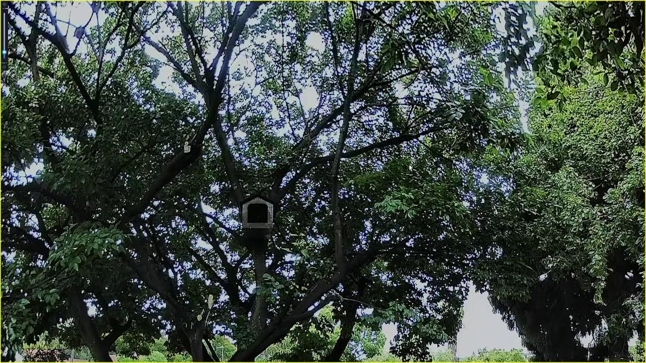 Sunrise at the Owl Nest Tree | Spotted Eagle Owl Garden Live – Johannesburg
