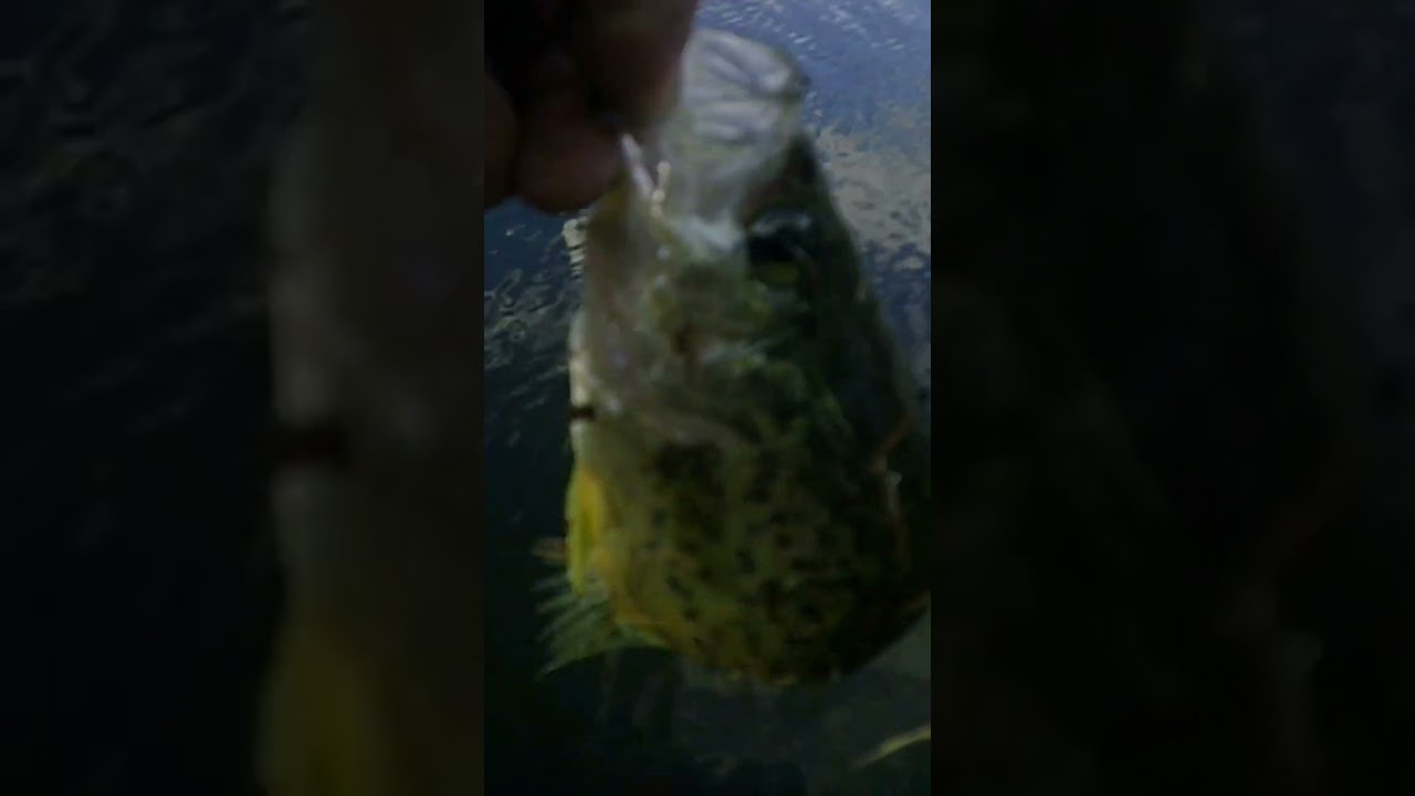 Crappie Release #43!